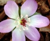 Show product details for Hepatica japonica Tenjin-Ume